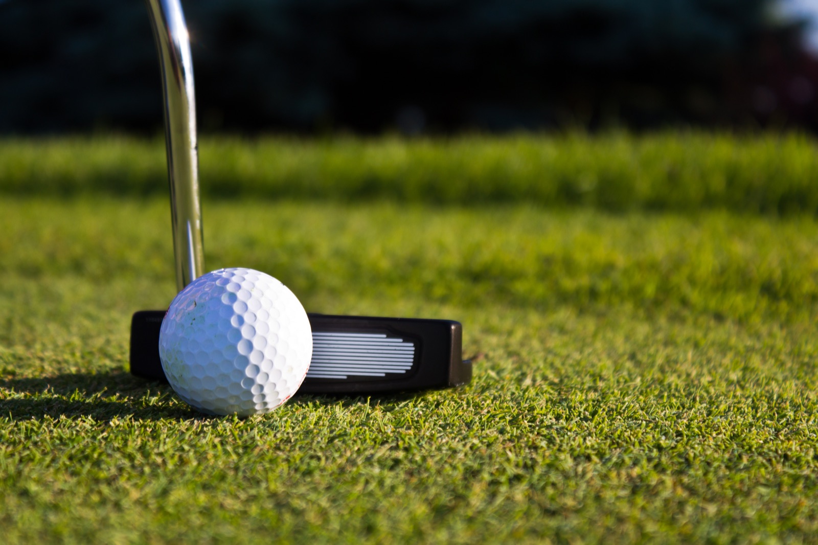 A golf ball and putter on a putting green